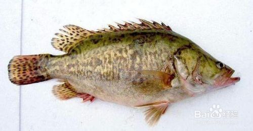 酒紅雷龍魚最低溫度