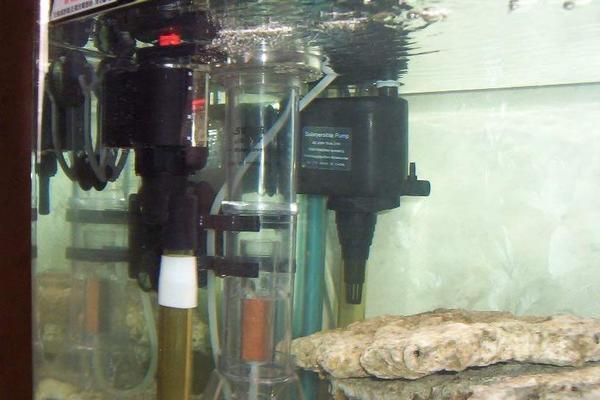 內(nèi)江觀賞魚(yú)基地有哪些魚(yú)類可以賣 內(nèi)江觀賞魚(yú)基地有哪些魚(yú)類可以賣的