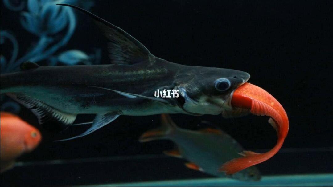 龍魚病毒性感染用什么藥治療好
