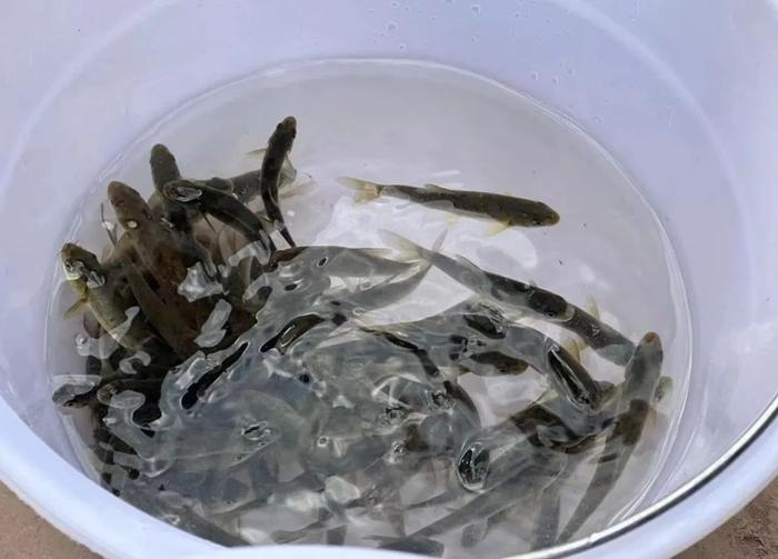 馬來西亞老人頭東革阿里草藥咖啡(馬來西亞東革阿里咖啡的功效與作用及食用方法)