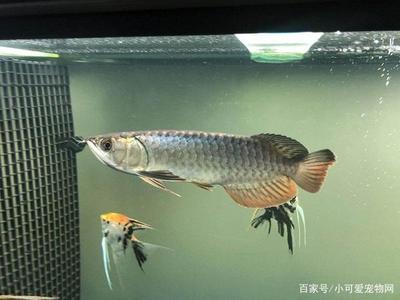 龍魚不進食怎么辦_