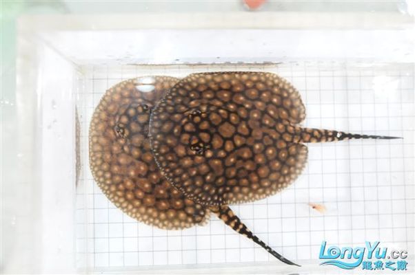 馬來西亞金龍魚和金龍魚的區別，馬來西亞金龍魚和過背金龍魚有什么區別？