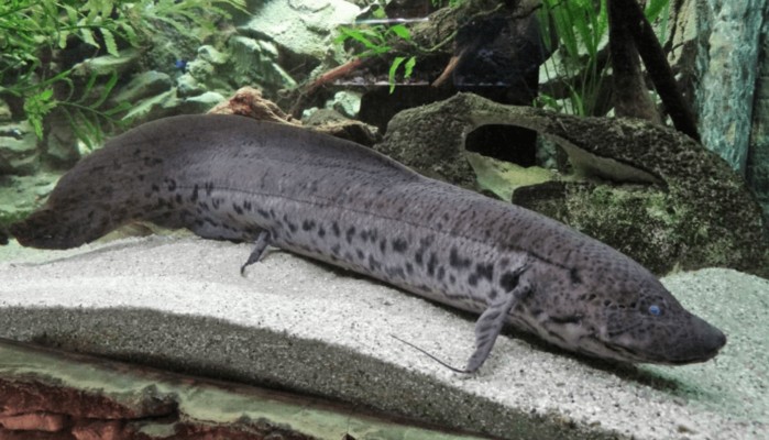 虎魚原生環境：虎魚的原生環境對于正確飼養和保護這些魚類至關重要