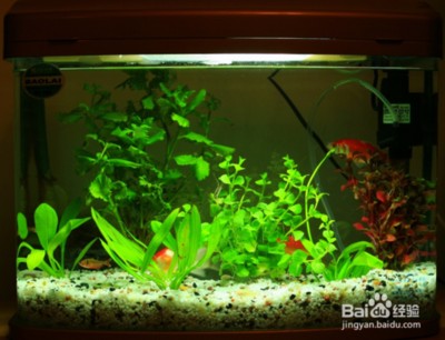 龍魚有時候趴缸正常嗎vs祥龍魚場：龍魚趴缸不是一個正常現象，可能是多種原因引起的