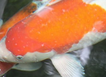 龍魚無緣無故趴缸怎么辦vs祥龍魚場：如何預防龍魚趴缸現象