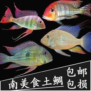 龍魚喂魚糧好嗎vs祥龍魚場：如何選擇適合龍魚的飼料