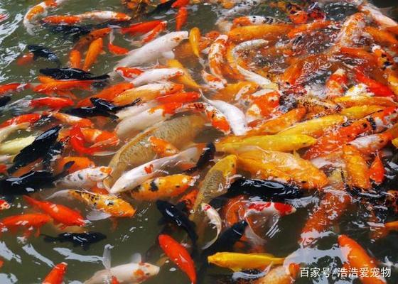 龍魚喂魚糧好嗎vs祥龍魚場：如何選擇適合龍魚的飼料
