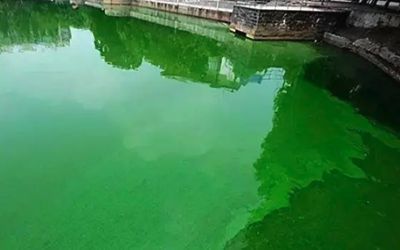 紅龍魚恒溫設備選擇：紅龍魚恒溫設備及其特點：加熱棒與電子恒溫對比