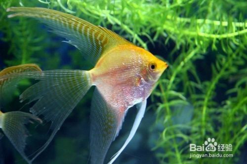 60公分魚缸造景效果圖視頻：60公分魚缸造景教程