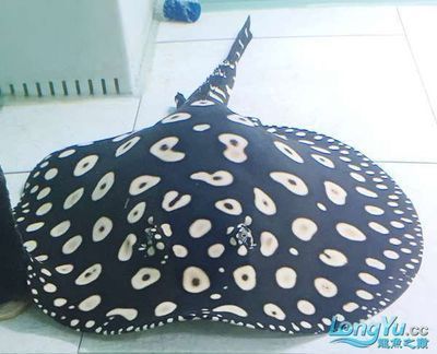 金龍魚多少錢一個