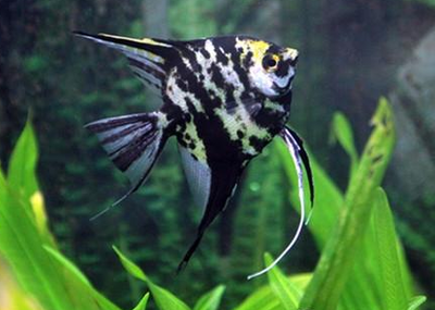 七彩神仙魚吃黑殼蝦嗎還可以吃什么