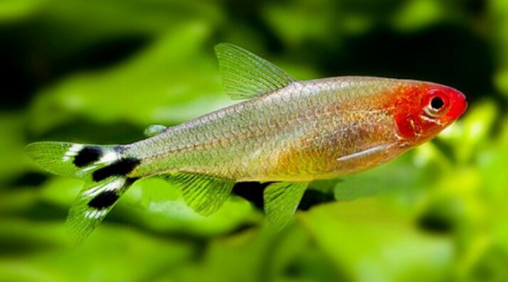 紅龍魚養兩年終于發色了：如何判斷紅龍魚發色質量