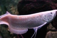 家里養什么魚風水好,招財,身體好，家庭養殖風水魚的注意事項