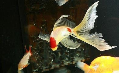 馬來西亞白咖啡排行榜(馬來西亞咖啡排名)