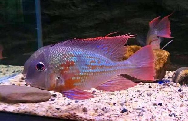大型魚缸清洗方法有哪些：大型魚缸如何清洗？