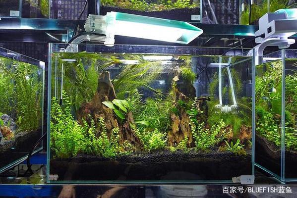 紅龍魚上色過程圖解：紅龍魚上色過程的圖解詳情