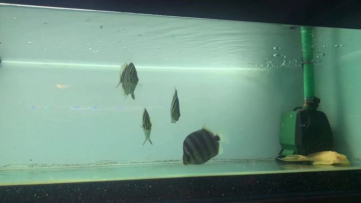 紅龍魚發色的最佳水溫范圍：紅龍魚發色最佳水溫范圍