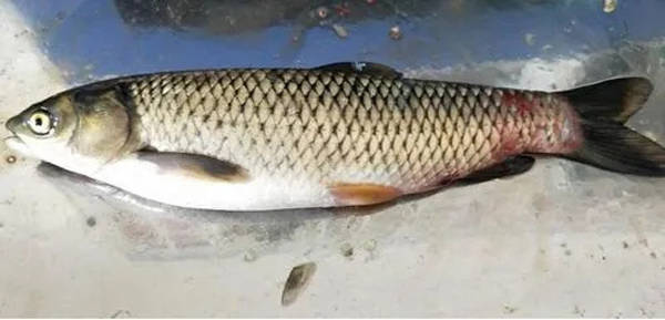 大魚缸漏水一般在哪個地方補漏：大魚缸漏水修補方法