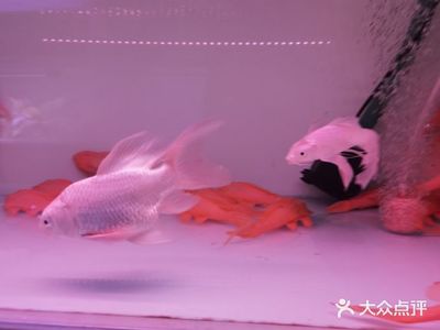 豬鼻龜怎么養(yǎng)長得快一點呢(豬鼻龜生長速度快嗎)