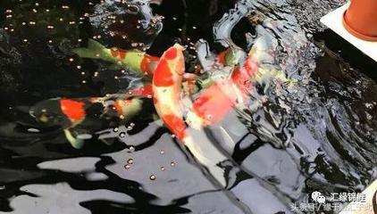 藍底過背金龍魚燈光【古典藍底金龍魚用什么燈】