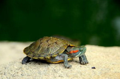 火龍魚吃魚嗎(火龍魚會不會吃其他的魚嗎)