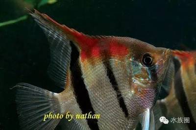 大魚缸多長時間換水：大魚缸換水的時間間隔并不是固定不變的而是需要根據多種因素來決定