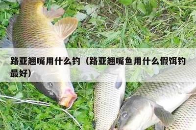 紅龍魚是什么東西做的：紅龍魚養殖技巧分享