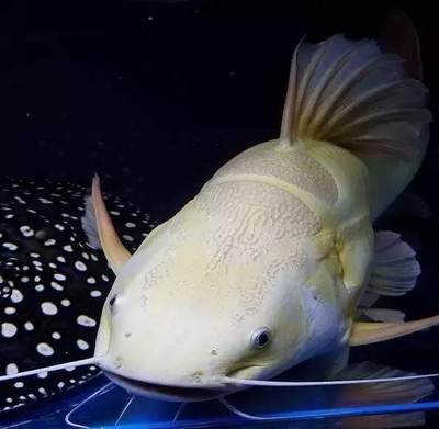 怎么看紅龍魚的好壞