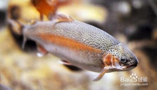 閩江和森森魚缸哪個品牌好