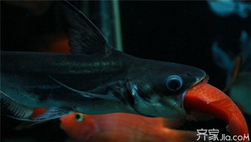 魟魚(yú)一定養(yǎng)一對(duì)嗎：魟魚(yú)一定要養(yǎng)一對(duì)嗎[需手動(dòng)填充]魚(yú)是否一定要養(yǎng)一對(duì)，答案并不是絕對(duì)的