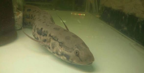 冬天給魚缸換水的正確方法視頻：冬天給魚缸換水的正確方法