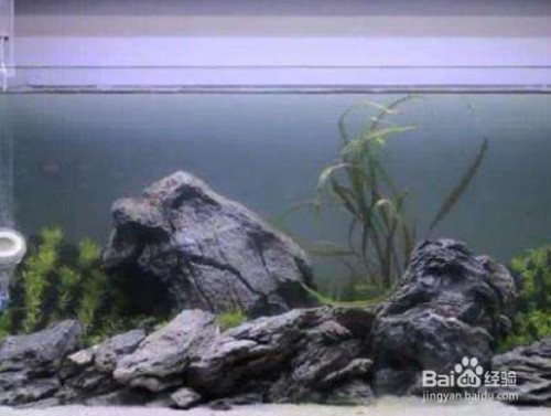 酒泉賣觀賞魚的地方有哪些（裝修長沙蔚藍(lán)海岸）