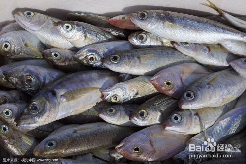 連平魚缸批發市場(大連魚缸批發市場)
