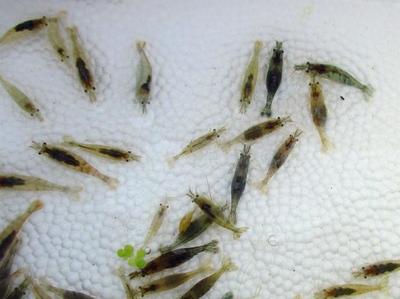 40厘米魚缸造景石選多大的：40厘米魚缸造景石的選擇指南