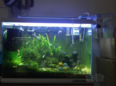 金龍魚和紅龍魚哪個更昂貴些：紅龍魚與金龍魚的區別