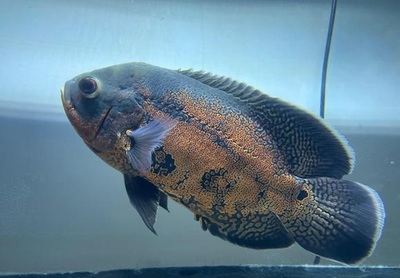 紅龍魚生長(zhǎng)速度快表現(xiàn)為：紅龍魚生長(zhǎng)速度快的具體表現(xiàn)