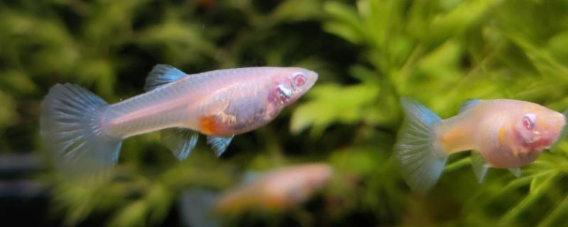 銀龍魚鱗片掉了會長出來嗎(銀龍魚的魚鱗掉了還能不能長出來)