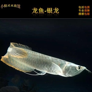 養(yǎng)銀龍魚可以放鹽嗎?(養(yǎng)銀龍魚要放鹽嗎)