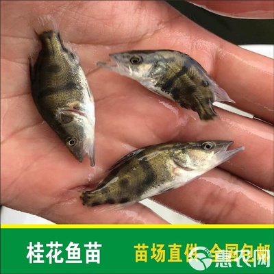 豬鼻龜適合在什么地方養活呢(豬鼻龜適合在什么地方養活呢圖片)