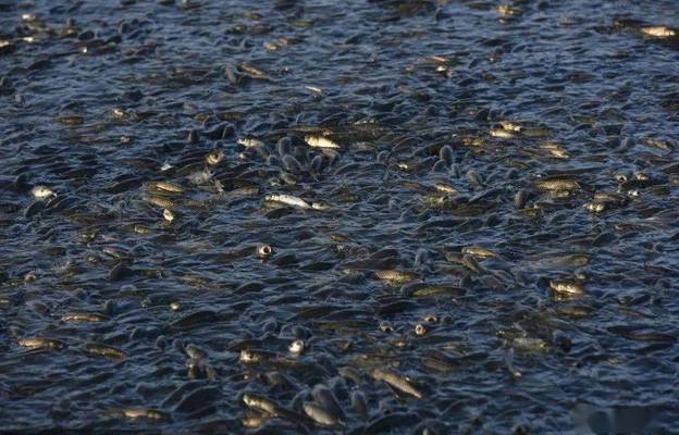 觀賞魚金龍魚可以和什么魚混養呢