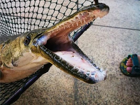 森森魚缸出水口改裝