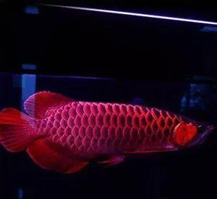 金魚缸用什么底色好呢(金魚缸用什么底色好呢)