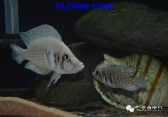 魚缸燈斷電后通電一直閃怎么辦(魚缸的燈一直閃怎么辦)