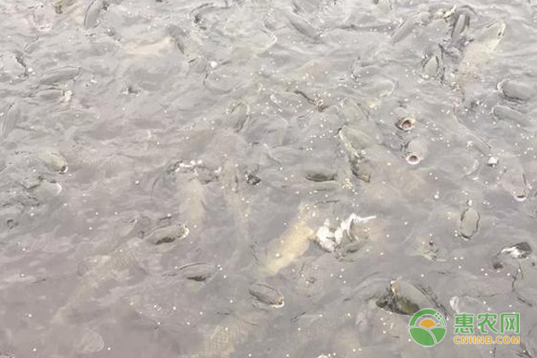 龍魚燈光選擇