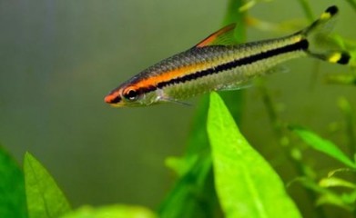 龍魚如何檢疫vs祥龍魚場：龍魚如何檢疫vs祥龍魚場的信譽評價龍魚常見疾病及防治