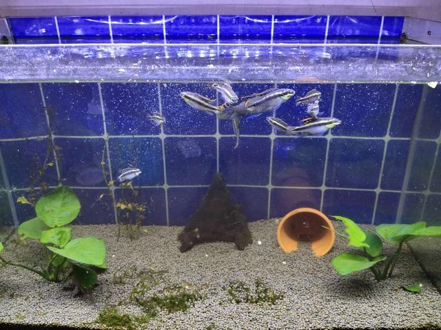 浮萍可以放魚缸里嗎視頻教程(浮萍可以放魚缸里嗎視頻教程圖片)