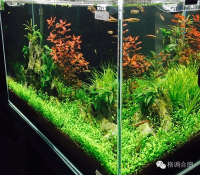 魟魚飽腹后多久消化：魟魚飽腹后多久可以消化完食物