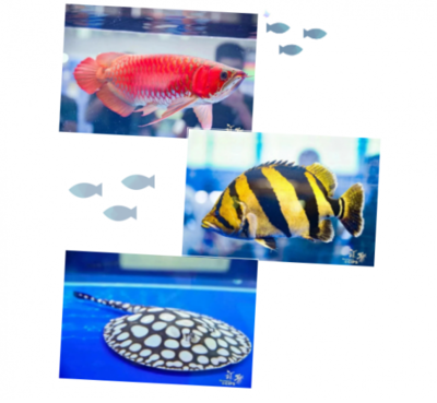 魚缸天龍地虎怎么擺放圖片(魚缸里的天龍地虎)