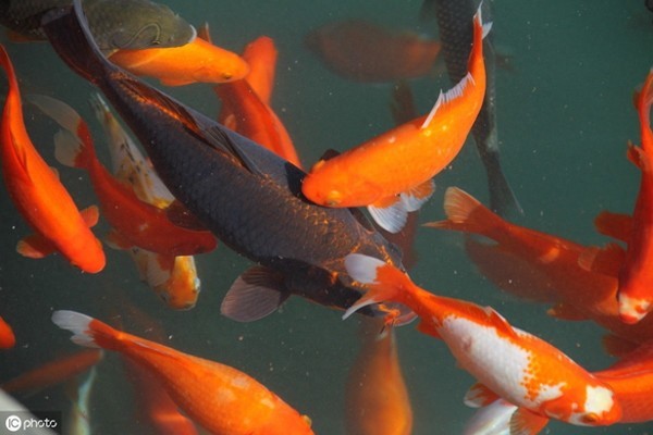 虎魚適應(yīng)什么水質(zhì)魚缸