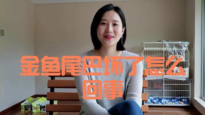 如何預(yù)防龍睛金魚的爛尾病？，龍睛金魚爛尾怎么辦
